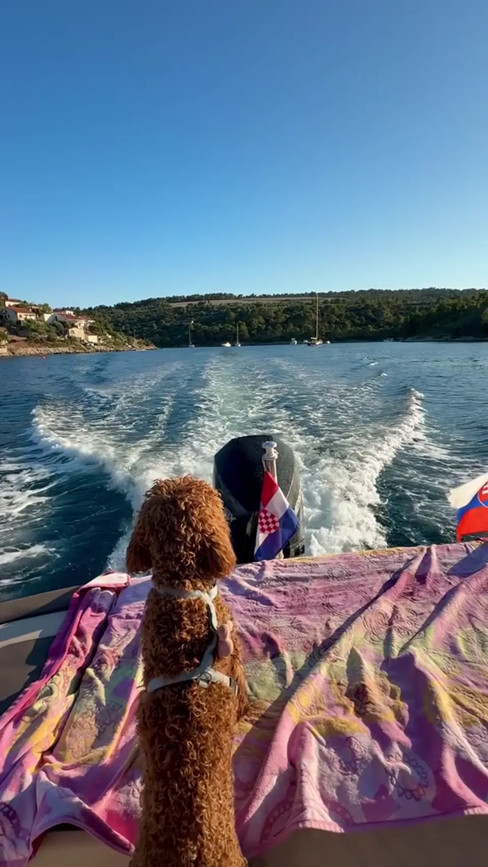 Anyone else’s pup love boat days as much as Anabelka? 🐾⛵️🌊 #Hvar #Croatia #BoatDay #DogOnABoat #TravelWithDogs #AdriaticSea